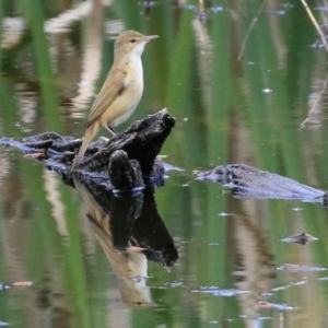 Acrocephalus australis at Fyshwick, ACT - 1 Oct 2021