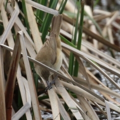 Acrocephalus australis at Fyshwick, ACT - 1 Oct 2021