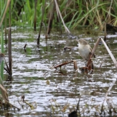 Acrocephalus australis at Fyshwick, ACT - 1 Oct 2021