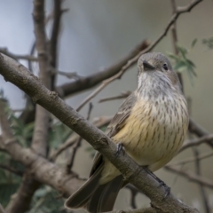 Pachycephala rufiventris (Rufous Whistler) at Majura, ACT - 27 Sep 2021 by trevsci