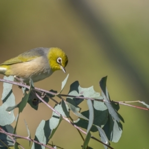 Zosterops lateralis at Majura, ACT - 27 Sep 2021