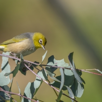 Zosterops lateralis (Silvereye) at Majura, ACT - 27 Sep 2021 by trevsci