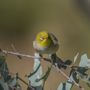 Zosterops lateralis at Majura, ACT - 27 Sep 2021 10:31 AM