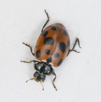 Hippodamia variegata (Spotted Amber Ladybird) at Googong, NSW - 28 Sep 2021 by WHall