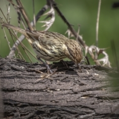 Pyrrholaemus sagittatus (Speckled Warbler) at Majura, ACT - 27 Sep 2021 by trevsci