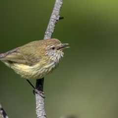 Acanthiza lineata (Striated Thornbill) at Mount Ainslie - 27 Sep 2021 by trevsci