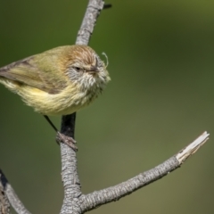 Acanthiza lineata at Pialligo, ACT - 27 Sep 2021 10:30 AM