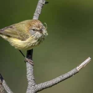 Acanthiza lineata at Pialligo, ACT - 27 Sep 2021