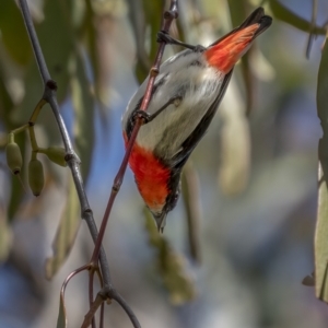 Dicaeum hirundinaceum at Majura, ACT - 27 Sep 2021