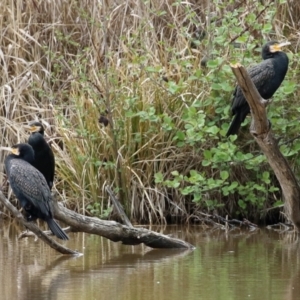 Phalacrocorax carbo at Fyshwick, ACT - 1 Oct 2021