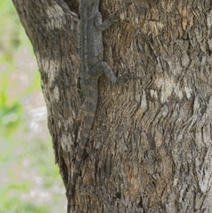 Amphibolurus muricatus (Jacky Lizard) at Googong, NSW - 2 Oct 2021 by WHall