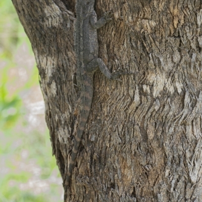 Amphibolurus muricatus (Jacky Lizard) at Googong, NSW - 2 Oct 2021 by WHall