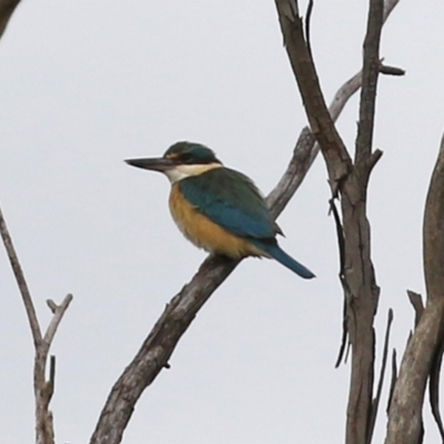 Todiramphus sanctus (Sacred Kingfisher) at Fyshwick, ACT - 1 Oct 2021 by RodDeb