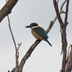 Todiramphus sanctus at Fyshwick, ACT - 1 Oct 2021