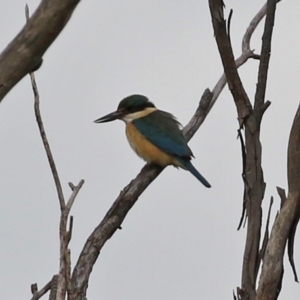 Todiramphus sanctus at Fyshwick, ACT - 1 Oct 2021