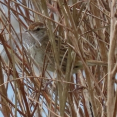 Poodytes gramineus (Little Grassbird) at Fyshwick, ACT - 1 Oct 2021 by RodDeb