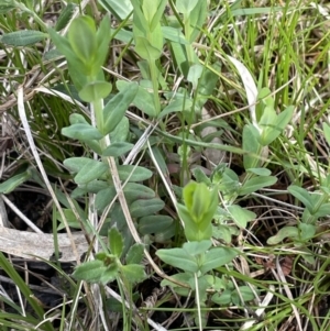 Hypericum gramineum at Bruce, ACT - 2 Oct 2021