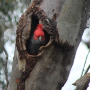 Callocephalon fimbriatum at Hughes, ACT - suppressed