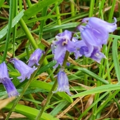 Hyacinthoides non-scriptus (Bluebell) at Tuggeranong DC, ACT - 2 Oct 2021 by Mike
