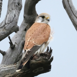 Falco cenchroides at Throsby, ACT - 1 Oct 2021