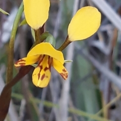 Diuris sp. (hybrid) at Bruce, ACT - suppressed