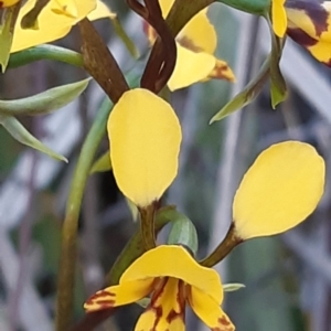 Diuris sp. (hybrid) at Bruce, ACT - suppressed