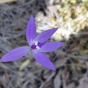 Glossodia major at Bruce, ACT - suppressed