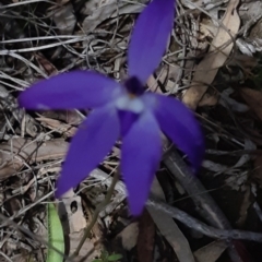 Glossodia major at Bruce, ACT - suppressed