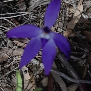 Glossodia major at Bruce, ACT - suppressed