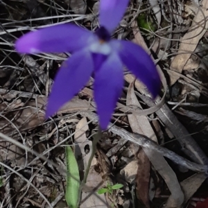 Glossodia major at Bruce, ACT - suppressed