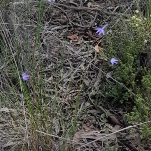 Glossodia major at Bruce, ACT - suppressed