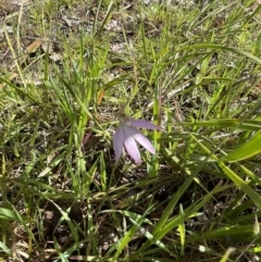 Caladenia carnea (Pink Fingers) at Flea Bog Flat, Bruce - 2 Oct 2021 by JVR