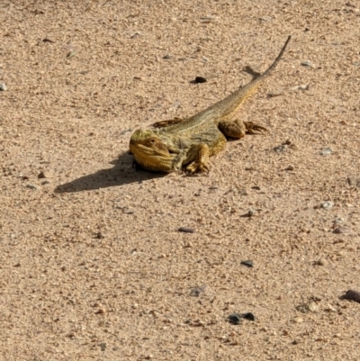 Pogona barbata (Eastern Bearded Dragon) at Thurgoona, NSW - 2 Oct 2021 by ChrisAllen