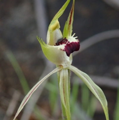 Caladenia parva (Brown-clubbed Spider Orchid) at Coree, ACT - 2 Oct 2021 by Laserchemisty