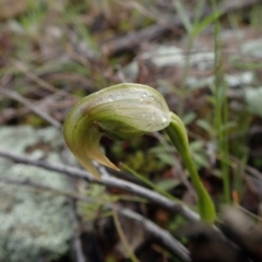 Pterostylis nutans (Nodding Greenhood) at Coree, ACT - 2 Oct 2021 by Laserchemisty