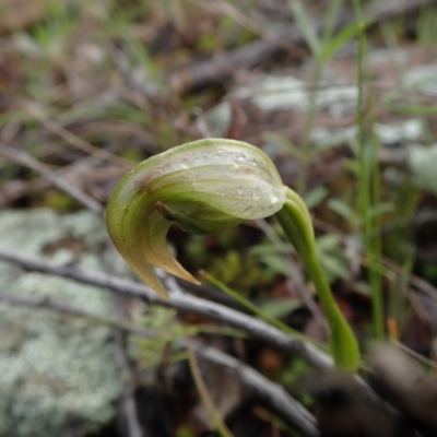 Pterostylis nutans (Nodding Greenhood) at Coree, ACT - 2 Oct 2021 by Laserchemisty