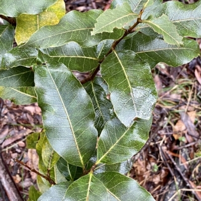 Unverified Plant at Monga, NSW - 2 Oct 2021 by Roymondo