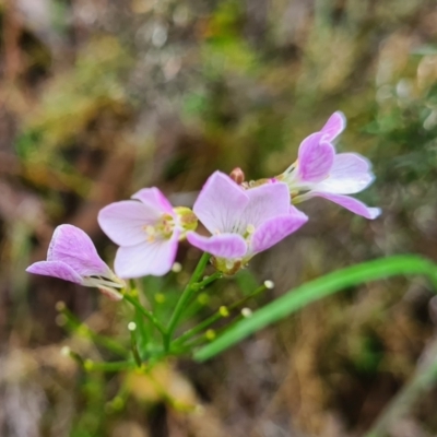 Unidentified Other Wildflower or Herb at The Ridgeway, NSW - 1 Oct 2021 by Kristy