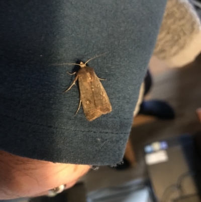 Proteuxoa (genus) (A Noctuid moth) at Curtin, ACT - 2 Oct 2021 by BrianH