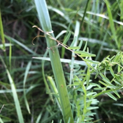 Vicia sp. (A Vetch) at Belconnen, ACT - 2 Oct 2021 by Dora