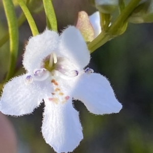 Prostanthera nivea var. nivea at Fadden, ACT - 26 Sep 2021