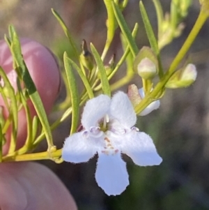 Prostanthera nivea var. nivea at Fadden, ACT - 26 Sep 2021 04:40 PM