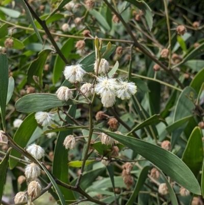 Acacia melanoxylon (Blackwood) at Talmalmo, NSW - 2 Oct 2021 by Darcy