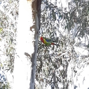 Platycercus eximius at Bruce, ACT - 2 Oct 2021 04:21 PM