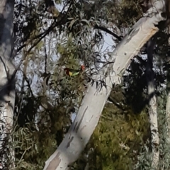 Platycercus eximius at Bruce, ACT - 2 Oct 2021 04:21 PM