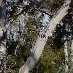 Platycercus eximius at Bruce, ACT - 2 Oct 2021 04:21 PM