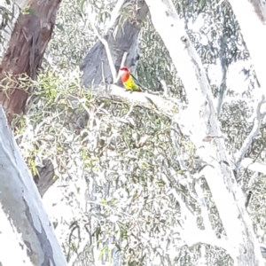 Platycercus eximius at Bruce, ACT - 2 Oct 2021 04:21 PM