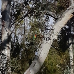 Platycercus eximius at Bruce, ACT - 2 Oct 2021 04:21 PM