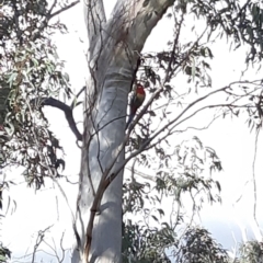 Platycercus eximius at Bruce, ACT - 2 Oct 2021 04:21 PM