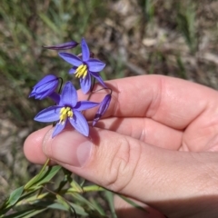 Stypandra glauca (Nodding Blue Lily) at Woomargama National Park - 2 Oct 2021 by Darcy